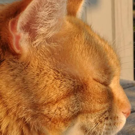 Ferienwohnung Roter Kater Am Nationalpark Eifel